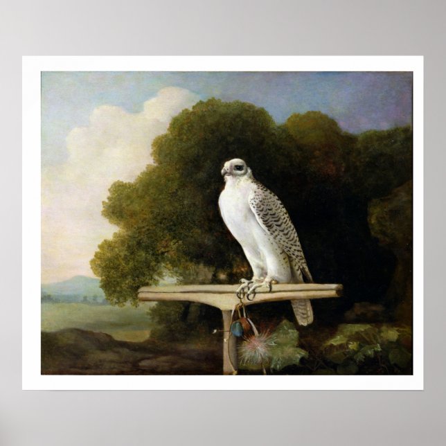 Greenland Falcon (Grey Falcon), 1780 (oil on panel Poster (Front)