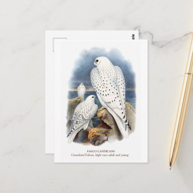 Greenland Falcon Postcard (Front/Back In Situ)