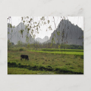 ©Greenness Cow Grazing,Guilin Guangxi,China Postcard
