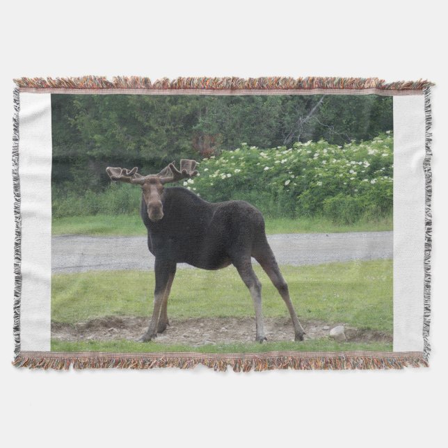 Greenville Moose 1 Throw Blanket (Front)