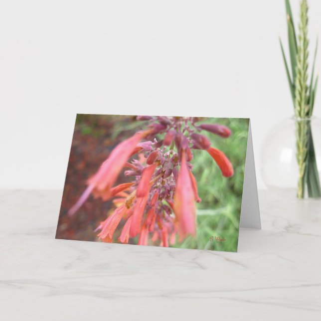 Greeting Card - Agastache Blooms (Front)