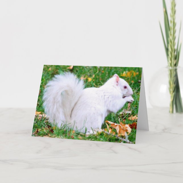 Greeting Card - Albino Squirrel (Front)