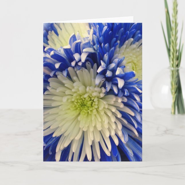 Greeting Card - Blue & White Spider Mums (Front)