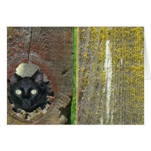 Greeting Card - Cat Peeking Through Fence