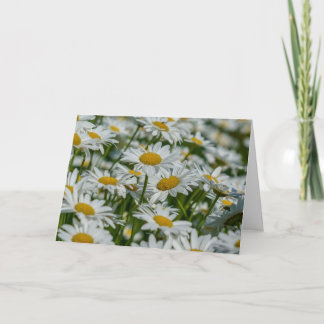 Greeting Card - Daises in Vermont