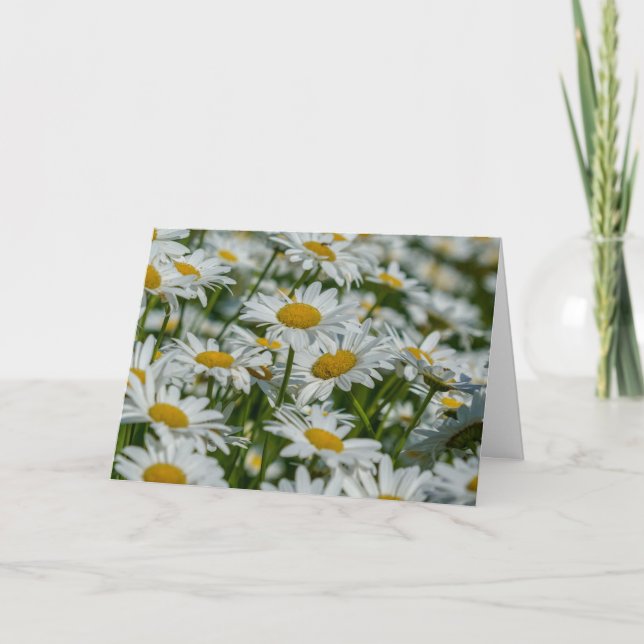 Greeting Card - Daises in Vermont (Front)