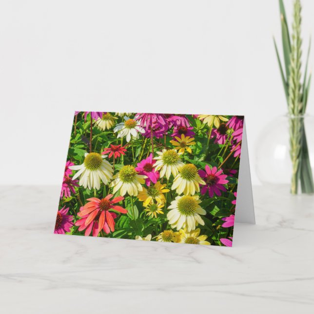 Greeting Card - Echinacea in Portsmouth (Front)