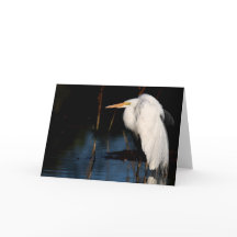 Greeting card - Great egret hunchback