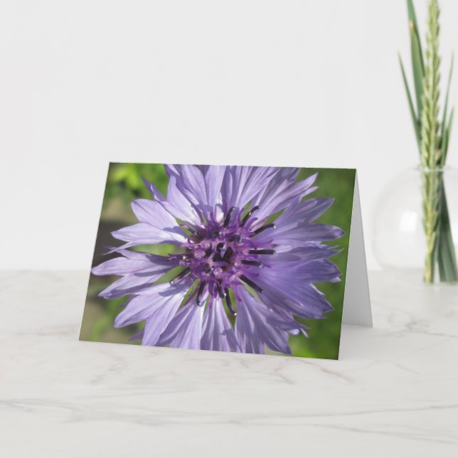 Greeting Card - Lilac/Purple Bachelor's Button (Front)