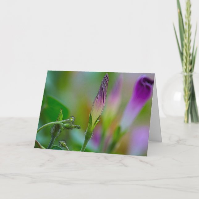Greeting Card Morning Glory Art Photography (Front)