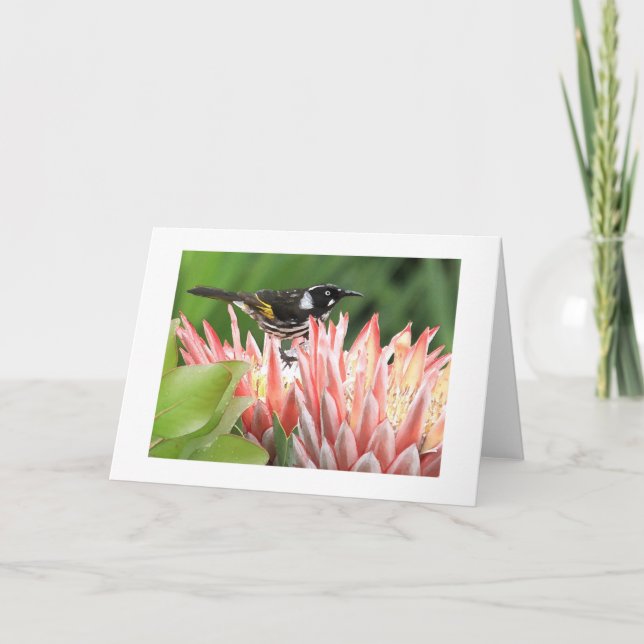 Greeting Card - New Holland Honeyeater on Protea (Front)