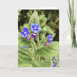 Greeting card, note card, floral, cards online