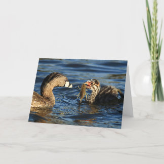 Greeting Card - Pied-billed grebes with crayfish