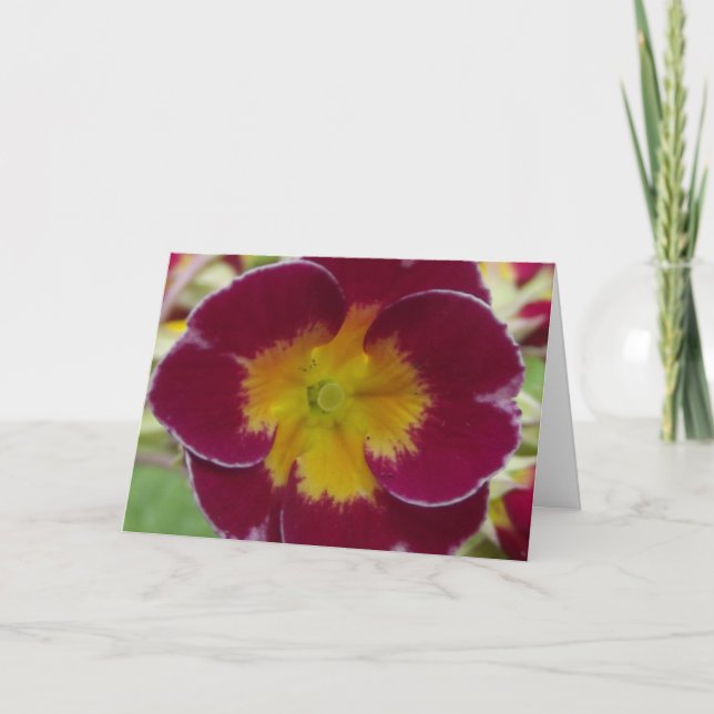 greeting card red primula (Front)