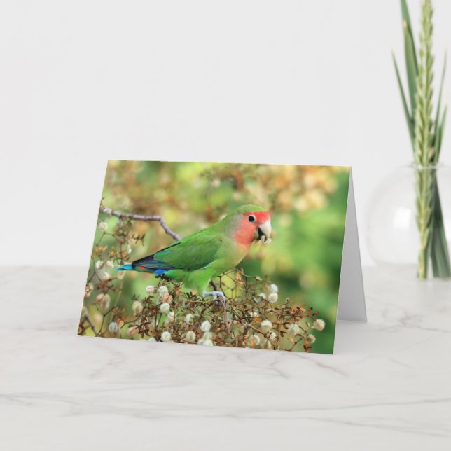 Greeting card - Rosy-faced Lovebird (Front)