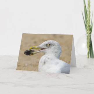 Greeting Card - Seagull with Mussel