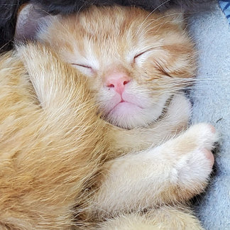 Greeting Card - Sleeping Kitten