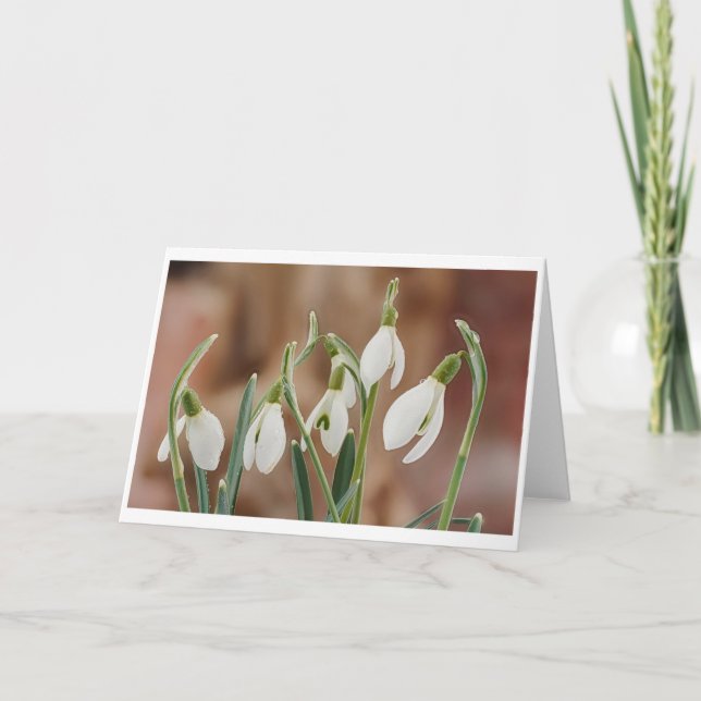 greeting card snowdrop without text (Front)