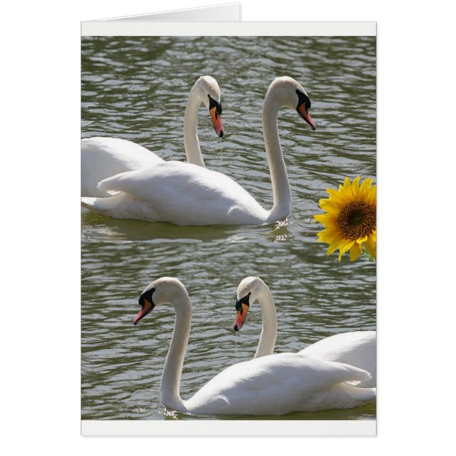 Greeting card swans sunflowers (Front)