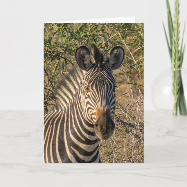 Greeting Card - The Face of a Zebra (Front)