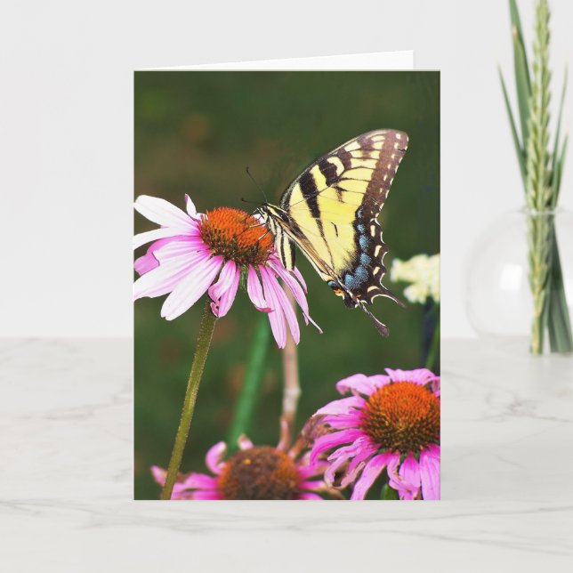 Greeting Card Tiger Swallowtail on Coneflower (Front)