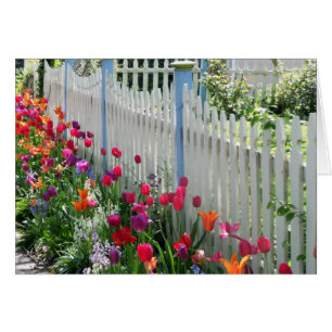 greeting card tulips garden white picket fence