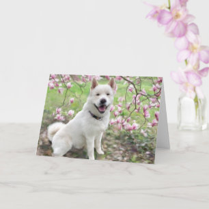 Greeting Card - White Akita