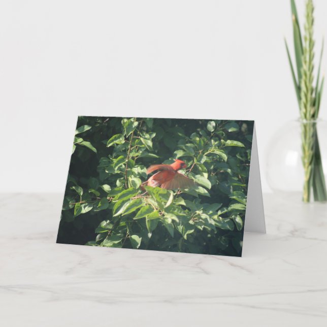 Greeting card with cardinal about to take flight (Front)