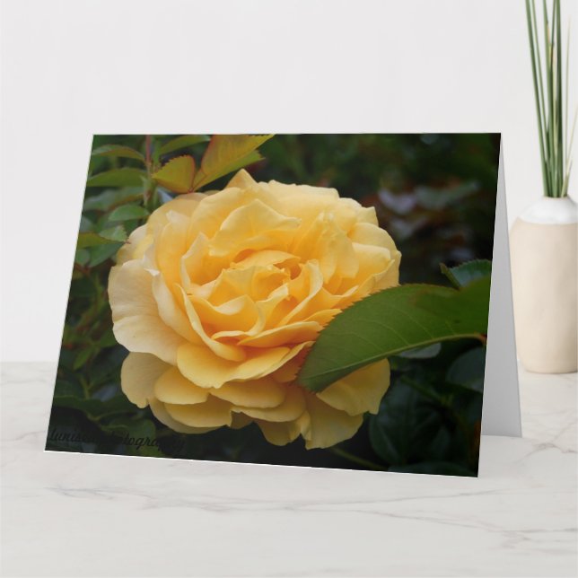 Greeting Card:  Yellow Camellia Card (Front)