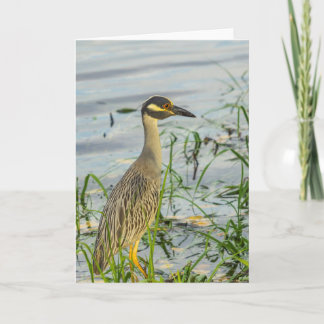 Greeting Card - Yellow Crowned Night Heron
