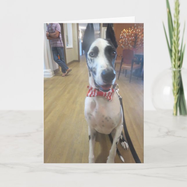 Greeting Cards by Dozer the Therapy Dog (Front)