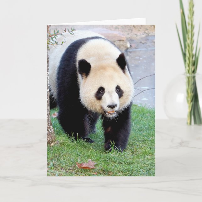 Greeting cards Photo giant panda. Panda geant. (Front)