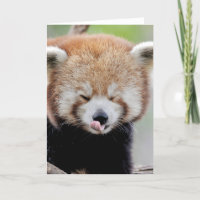 Greeting cards Photo red panda. Panda roux.
