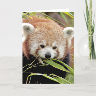 Greeting cards Photo red panda. Panda roux.