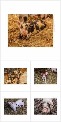 Greeting Cards - Pigs