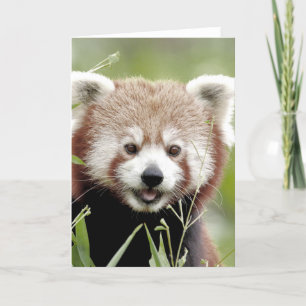 Greetings card Photo red panda , animals 0290.