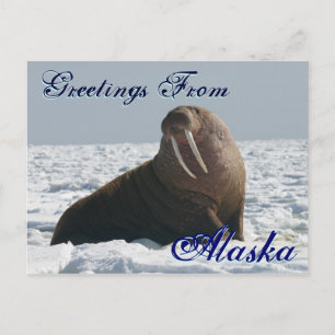 Greetings From Alaska Bull Walrus Post Card