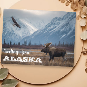 Greetings from Alaska Moose and Bald Eagle  Postcard