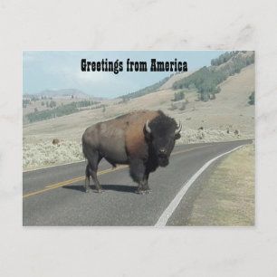Greetings from America - Bison Postcard