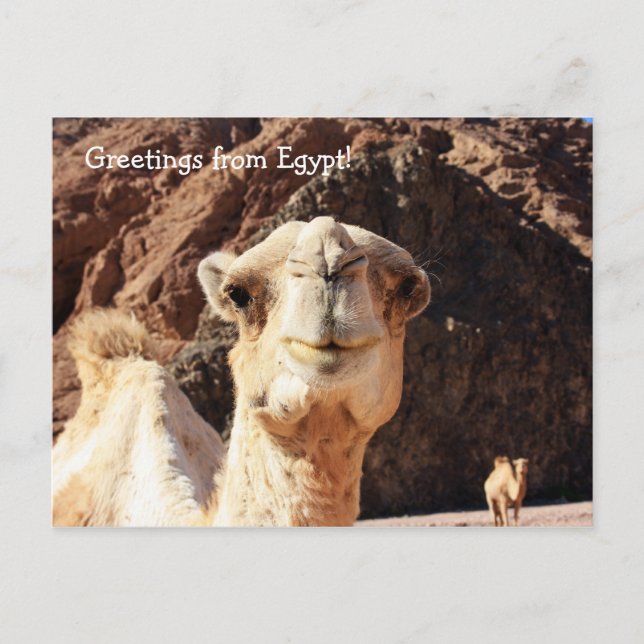 Greetings from an Egyptian Camel Postcard (Front)