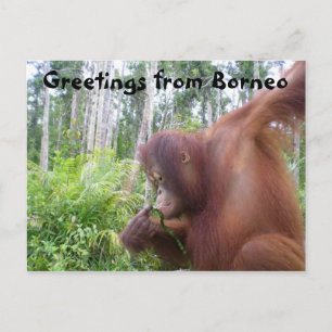 Greetings from Borneo Postcard