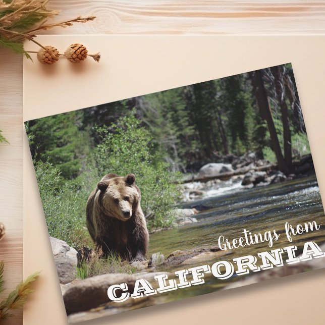 Greetings from California Grizzly Bear  Postcard (Creator Uploaded)