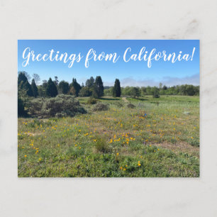 Greetings from California! Postcard