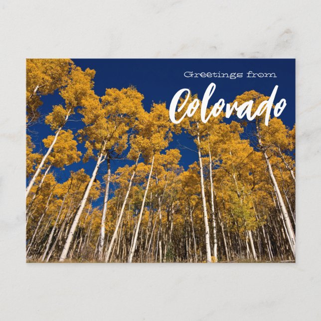 Greetings from Colorado Apen Trees Postcard   (Front)
