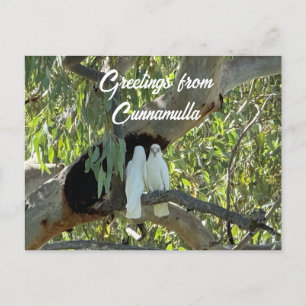 Greetings from Cunnamulla Postcard