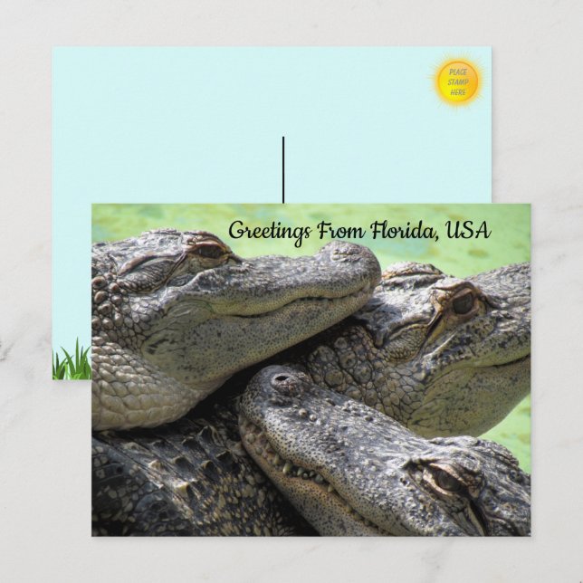 Greetings From Florida Alligator  Postcard (Front/Back)