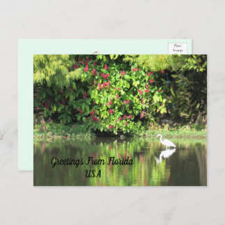 Greetings from Florida - Egret in Landscape Holiday Postcard