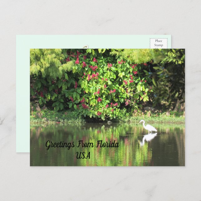 Greetings from Florida - Egret in Landscape Holiday Postcard (Front/Back)
