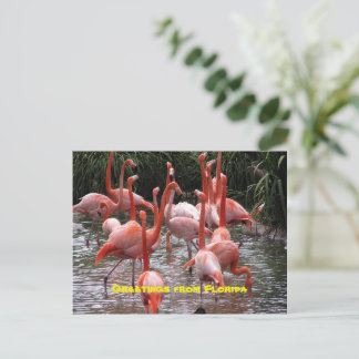 "Greetings from Florida," flamingos postcard