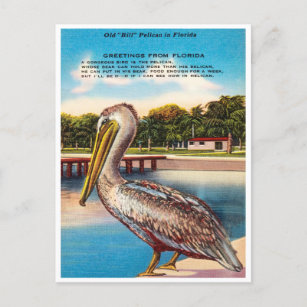 Greetings from Florida, Old Bill Pelican Florida Postcard